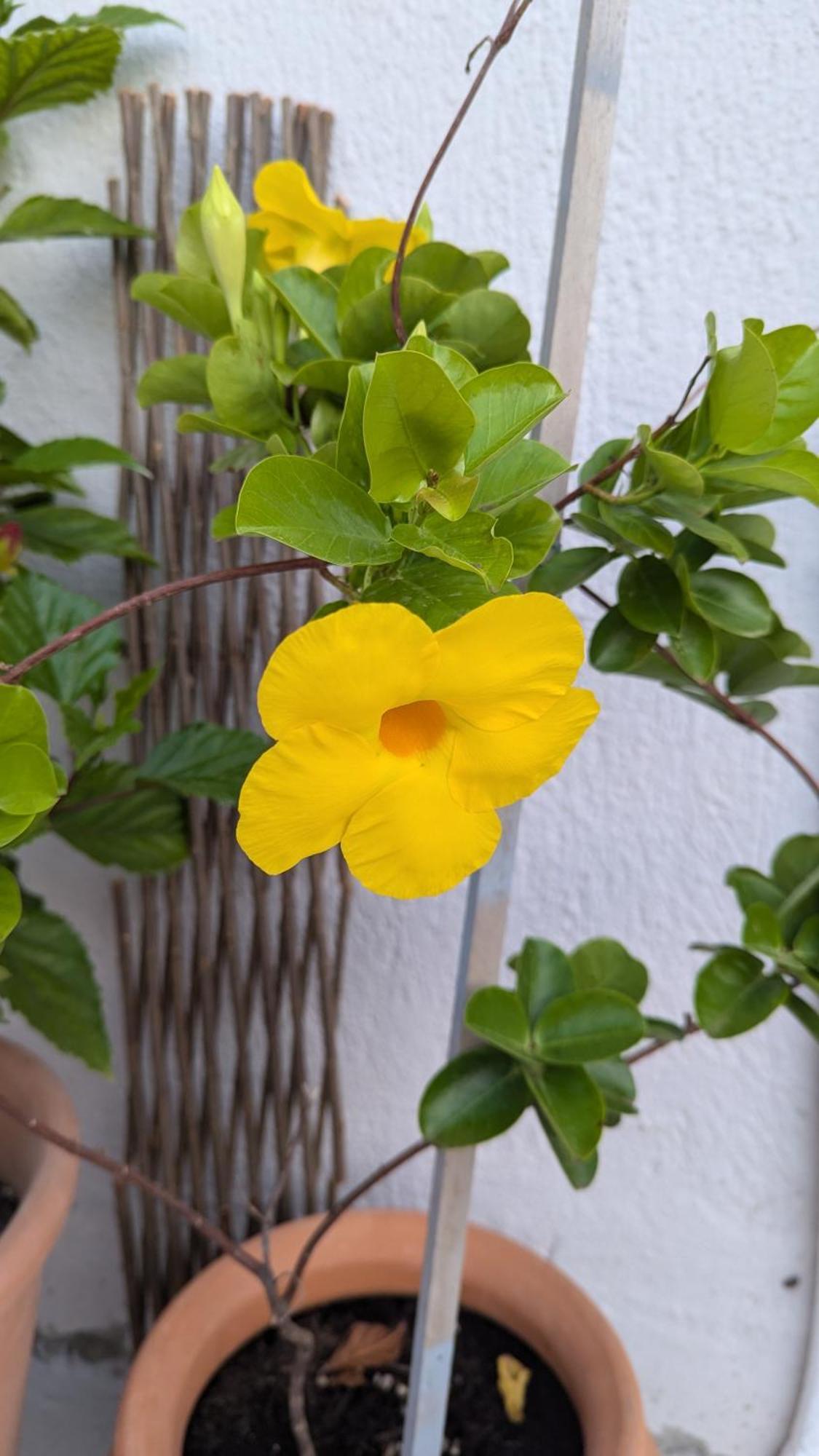 The Botanist Guesthouse Skopelos Buitenkant foto