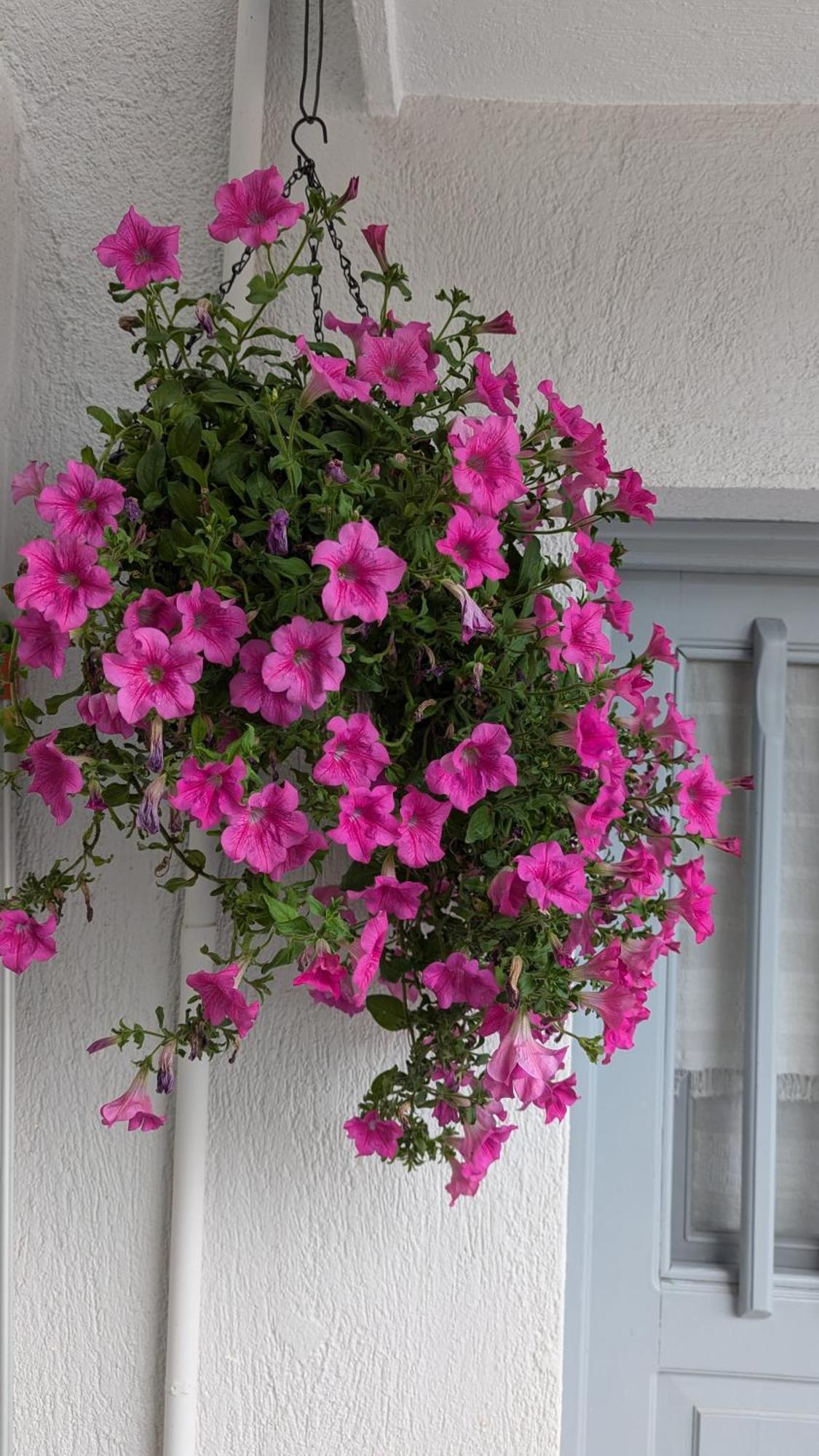 The Botanist Guesthouse Skopelos Buitenkant foto