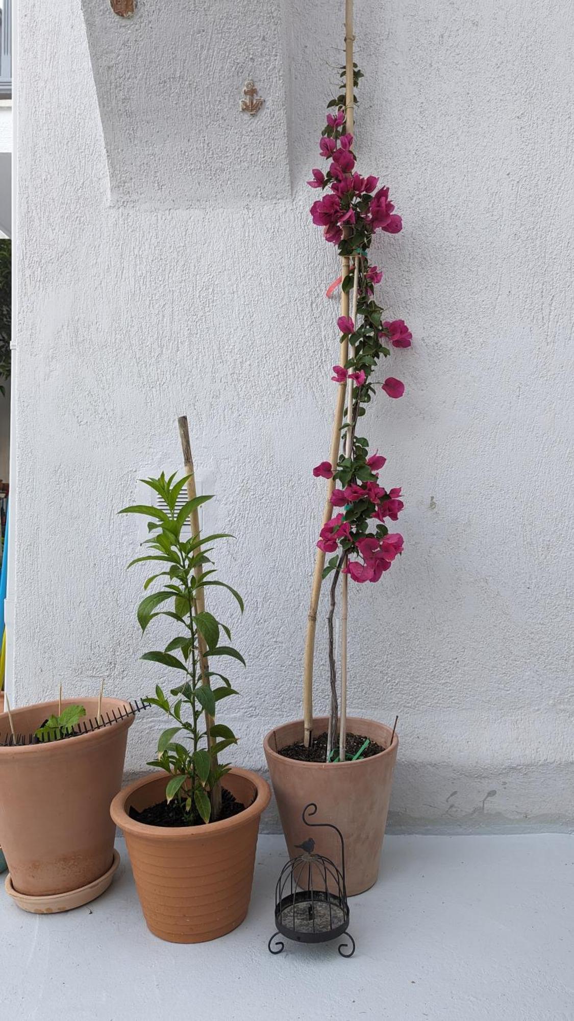 The Botanist Guesthouse Skopelos Buitenkant foto