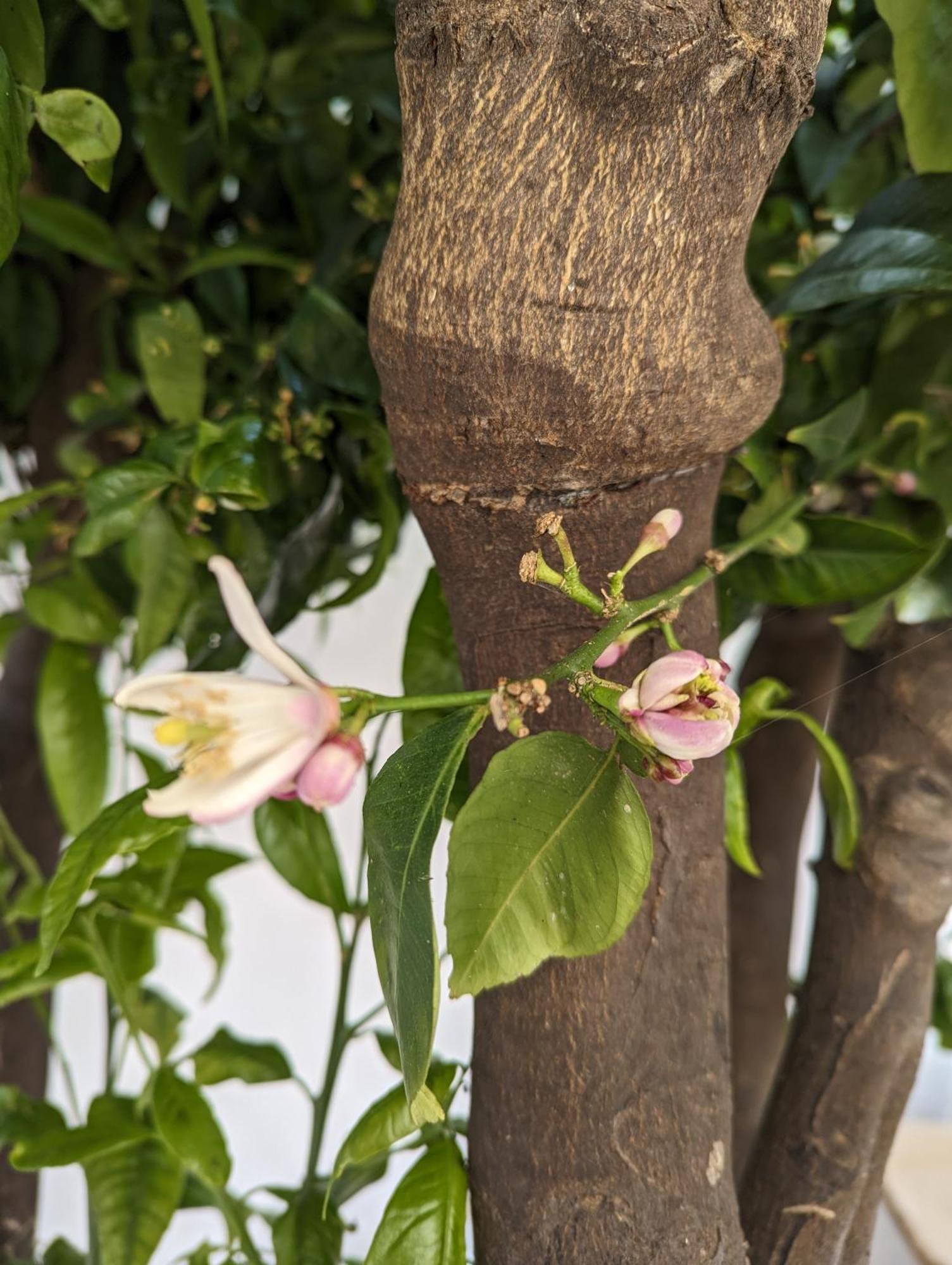 The Botanist Guesthouse Skopelos Buitenkant foto