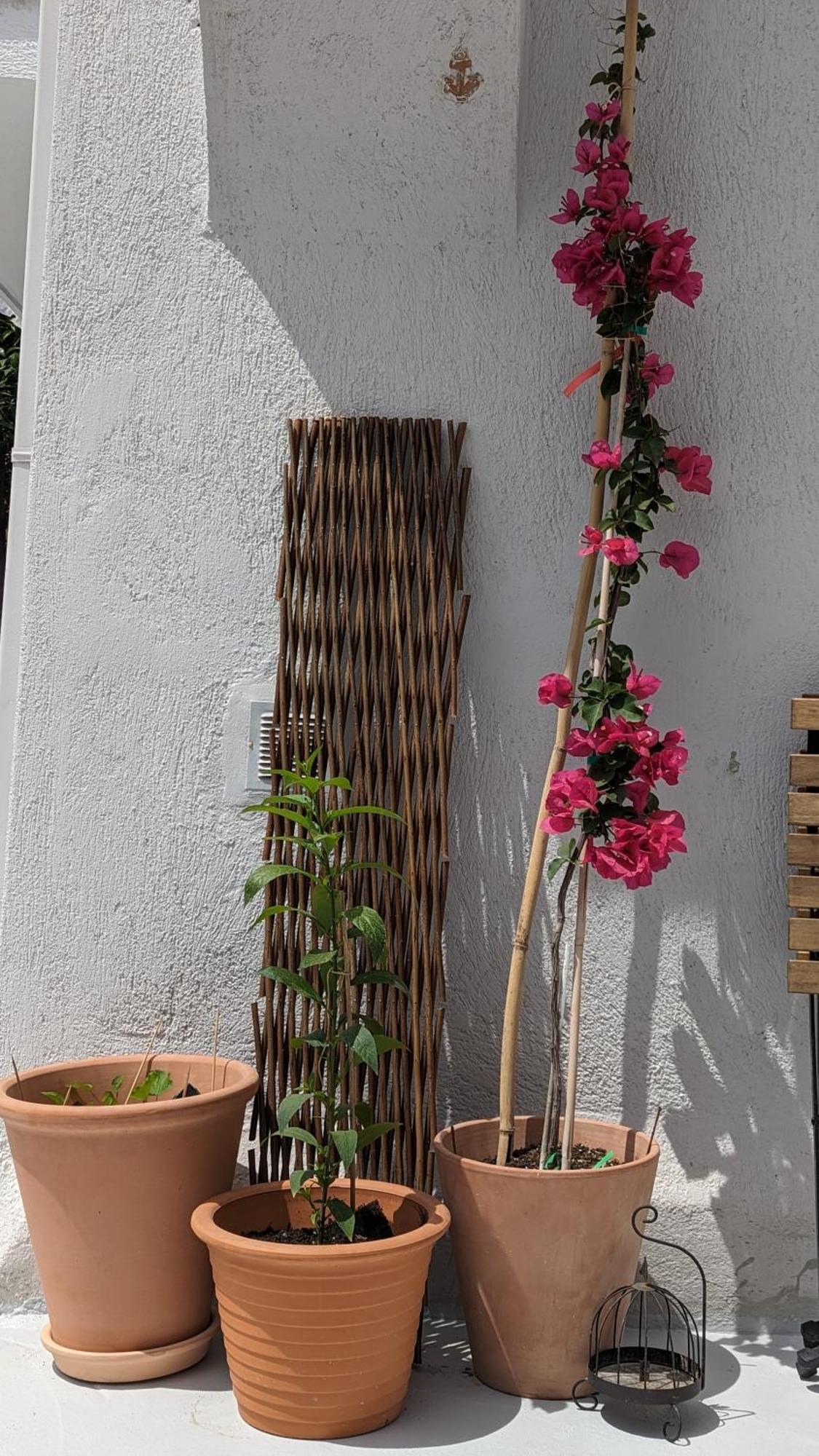 The Botanist Guesthouse Skopelos Buitenkant foto